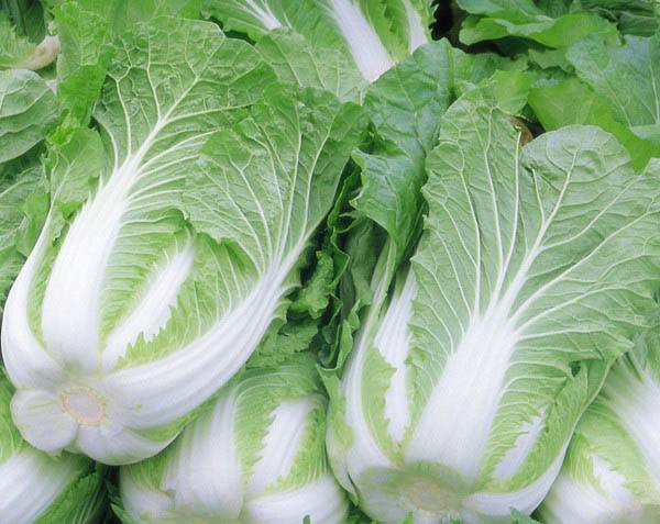 白菜內(nèi)外哪的農(nóng)殘最多？看看這個(gè)實(shí)驗(yàn)！